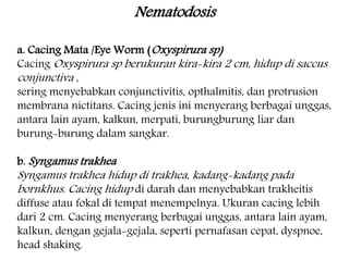Nematodosis 
a. Cacing Mata /Eye Worm (Oxyspirura sp) 
Cacing Oxyspirura sp berukuran kira-kira 2 cm, hidup di saccus 
conjunctiva , 
sering menyebabkan conjunctivitis, opthalmitis, dan protrusion 
membrana nictitans. Cacing jenis ini menyerang berbagai unggas, 
antara lain ayam, kalkun, merpati, burungburung liar dan 
burung-burung dalam sangkar. 
b. Syngamus trakhea 
Syngamus trakhea hidup di trakhea, kadang-kadang pada 
bornkhus. Cacing hidup di darah dan menyebabkan trakheitis 
diffuse atau fokal di tempat menempelnya. Ukuran cacing lebih 
dari 2 cm. Cacing menyerang berbagai unggas, antara lain ayam, 
kalkun, dengan gejala-gejala, seperti pernafasan cepat, dyspnoe, 
head shaking. 
 
