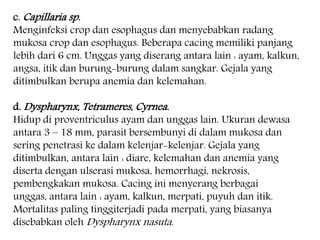 c. Capillaria sp. 
Menginfeksi crop dan esophagus dan menyebabkan radang 
mukosa crop dan esophagus. Beberapa cacing memiliki panjang 
lebih dari 6 cm. Unggas yang diserang antara lain : ayam, kalkun, 
angsa, itik dan burung-burung dalam sangkar. Gejala yang 
ditimbulkan berupa anemia dan kelemahan. 
d. Dyspharynx, Tetrameres, Cyrnea. 
Hidup di proventriculus ayam dan unggas lain. Ukuran dewasa 
antara 3 – 18 mm, parasit bersembunyi di dalam mukosa dan 
sering penetrasi ke dalam kelenjar-kelenjar. Gejala yang 
ditimbulkan, antara lain : diare, kelemahan dan anemia yang 
diserta dengan ulserasi mukosa, hemorrhagi, nekrosis, 
pembengkakan mukosa. Cacing ini menyerang berbagai 
unggas, antara lain : ayam, kalkun, merpati, puyuh dan itik. 
Mortalitas paling tinggiterjadi pada merpati, yang biasanya 
disebabkan oleh Dyspharynx nasuta. 
 