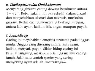 e. Cheilospirura dan Omidostomum. 
Menyerang gizzard, cacing dewasa berukuran antara 
1 – 4 cm. Kebanyakan hidup di sebelah dalam gizzrd 
dan menyebabkan ulserasi dan nekrosis, muskulus 
gizzard. Kedua cacing menyerang berbagai unggas, 
antara lain: ayam, kalkun, itik, angsa, maupun puyuh. 
f. Ascaridia sp. 
Cacing ini meyebabkan enteritis terutama pada unggas 
muda. Unggas yang diserang antara lain : ayam, 
kalkun, merpati, puyuh. Siklus hidup cacing ini 
bersifat langsung, meskipun bisa juga melalui cacing 
tanah. Salah satu contoh spesies yang sering 
menyerang ayam adalah Ascaridia galli. 
 