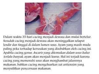 Dalam waktu 35 hari cacing menjadi dewasa dan mulai bertelur. 
Sesudah cacing menjadi dewasa akan meninggalkan selaput 
lendir dan tinggal di dalam lumen usus. Ayam yang masih muda 
paling peka terhadap kerusakan yang disebabkan oleh cacing ini. 
Apabila cacing genus Ascaris yang ditemukan dalam usus halus 
terlalu banyak, ayam akan menjadi kurus. Hal ini terjadi karena 
cacing yang memenuhi usus akan menghambat jalannnya 
makanan, bahkan cacing mengeluarkan zat antienzim yang 
menyulitkan pencernaan makanan. 
 