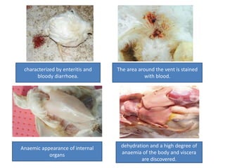 dehydration and a high degree of 
anaemia of the body and viscera 
are discovered. 
Anaemic appearance of internal 
organs 
The area around the vent is stained 
with blood. 
characterized by enteritis and 
bloody diarrhoea. 
 
