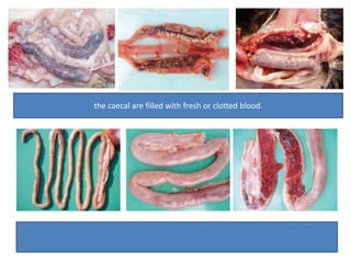the caecal are filled with fresh or clotted blood. 
 