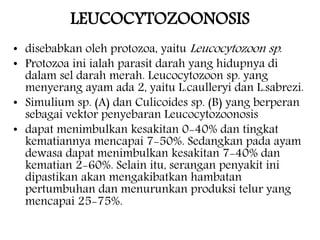 LEUCOCYTOZOONOSIS 
• disebabkan oleh protozoa, yaitu Leucocytozoon sp . 
• Protozoa ini ialah parasit darah yang hidupnya di 
dalam sel darah merah. Leucocytozoon sp. yang 
menyerang ayam ada 2, yaitu L.caulleryi dan L.sabrezi. 
• Simulium sp. (A) dan Culicoides sp. (B) yang berperan 
sebagai vektor penyebaran Leucocytozoonosis 
• dapat menimbulkan kesakitan 0-40% dan tingkat 
kematiannya mencapai 7-50%. Sedangkan pada ayam 
dewasa dapat menimbulkan kesakitan 7-40% dan 
kematian 2-60%. Selain itu, serangan penyakit ini 
dipastikan akan mengakibatkan hambatan 
pertumbuhan dan menurunkan produksi telur yang 
mencapai 25-75%. 
 