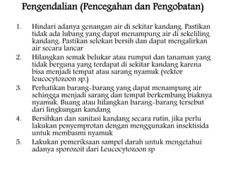 Pengendalian (Pencegahan dan Pengobatan) 
1. Hindari adanya genangan air di sekitar kandang. Pastikan 
tidak ada lubang yang dapat menampung air di sekeliling 
kandang. Pastikan selokan bersih dan dapat mengalirkan 
air secara lancar 
2. Hilangkan semak belukar atau rumput dan tanaman yang 
tidak berguna yang terdapat di sekitar kandang karena 
bisa menjadi tempat atau sarang nyamuk (vektor 
leucocytozoon sp.) 
3. Perhatikan barang-barang yang dapat menampung air 
sehingga menjadi sarang dan tempat berkembang biaknya 
nyamuk. Buang atau hilangkan barang-barang tersebut 
dari lingkungan kandang 
4. Bersihkan dan sanitasi kandang secara rutin, jika perlu 
lakukan penyemprotan dengan menggunakan insektisida 
untuk membasmi nyamuk 
5. Lakukan pemeriksaan sampel darah untuk mengetahui 
adanya sporozoit dari Leucocytozoon sp 
 