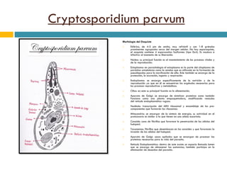 Cryptosporidium parvum
Morfología del Ooquiste
 Esférico, de 4-5 µm de ancho, muy refráctil y con 1-8 gránulos
prominentes agrupados cerca del margen celular. No hay esporoquiste,
el ooquiste contiene 4 esporozoítos fusiformes (tipo 0x4). Es maduro e
infectivo al momento de su liberación.
 Núcleo: su principal función es el mantenimiento de los procesos vitales y
de la reproducción.
 Ectoplasma: en parasitología el ectoplasma es la parte del citoplasma de
parásitos unicelulares como la ameba que es utilizada en la formación de
pseudópodos para la movilización de ella. Este también se encarga de la
protección, la excreción, ingesta y respiración.
 Endoplasma: se encarga específicamente de la nutrición y de la
reproducción ya que en él se encuentran los orgánulos necesarios para
los procesos reproductivos y metabólicos.
 Cilios: en este su principal función es la alimentación.
 Aparato de Golgi: se encarga de sintetizar proteínas como también
Funciona como una planta empaquetadora, modificando vesículas
del retículo endoplasmático rugoso.
 Nucléolo: transcripción del ARN ribosomal y ensamblaje de los pre-
componentes que formarán los ribosomas.
 Mitocondria: se encargar de la síntesis de energía; su actividad en el
protozoario es similar a la que tienen en una célula eucariota.
 Conoide: cono de fibrillas que favorece la penetración de las células del
huésped.
 Taxonemas: fibrillas que desembocan en los conoides y que favorecen la
invasión de las células del huésped.
 Aparato de Golgi: sacos apilados que se encargan de procesar las
proteínas necesarias para la vida del parasito.
 Retículo Endoplasmático: dentro de este existe un espacio llamado lumen
que se encarga de almacenar las sustancias; también participa en la
eliminación de desechos del parasito.
 