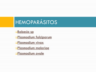 Babesia sp
Plasmodium falciparum
Plasmodium vivax
Plasmodium malariae
Plasmodium ovale
HEMOPARÁSITOS
 