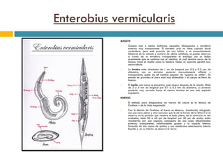 Enterobius vermicularis
ADULTO
 Gusano más o menos fusiforme, pequeño, blanquecino y envoltura
externa muy transparente. El extremo oral no tiene cápsula bucal
verdadera, pero está provista de tres labios y un ensanchamiento
bilateral de la cutícula a manera de aletas cefálicas, se puede observar
a través de su envoltura transparente el esófago con un bulbo
prominente que se continua con el intestino, el cual termina cerca de la
cloaca, tanto el macho como la hembra tienen un aparato genital muy
desarrollado
 La hembra mide alrededor de 1 cm de longitud por 0.3 a 0.5 μm, de
diámetro, con un extremo posterior marcadamente afilado y
transparente, quele da ell nombre popular de “gusano en alfiler”. En
estado de gravidez el útero está muy distendido y el cuerpo se llena de
huevos.
 El macho casi nunca se encuentra, pues muere después de la cópula. Mide
de 2 a 5 mm de longitud por 0.1 a 0.2 mm de diámetro, su extremo
posterior muy curvado hacia el vientre termina en una sola espícula
copulatriz.
HUEVOS
 El método para diagnosticar los huevos de oxiuro es la técnica de
Graham o de la cinta engomada.
 Con la técnica de Graham, el huevo se observa translucido, alargado,
con una cara plana y otra convexa que le da la forma de la letra D si se
observa en la posición que muestra el lado plano, de lo contrario se ven
ovalados, mide 50 a 60 μm de longitud por 30 μm de ancho, están
recubiertos por una cápsula, compuesta de una capa albuminoidea
externa, transparente, relativamente gruesa y la capsula interna,
formada de dos capas de quitina y una membrana embrionaria interna
lipoide y en su interior se observa la larva.
 