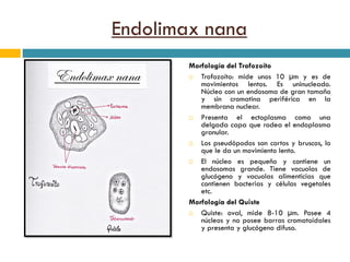 Endolimax nana
Morfología del Trofozoíto
 Trofozoíto: mide unos 10 µm y es de
movimientos lentos. Es uninucleado.
Núcleo con un endosoma de gran tamaño
y sin cromatina periférica en la
membrana nuclear.
 Presenta el ectoplasma como una
delgada capa que rodea el endoplasma
granular.
 Los pseudópodos son cortos y bruscos, lo
que le da un movimiento lento.
 El núcleo es pequeño y contiene un
endosomas grande. Tiene vacuolas de
glucógeno y vacuolas alimenticias que
contienen bacterias y células vegetales
etc.
Morfología del Quiste
 Quiste: oval, mide 8-10 µm. Posee 4
núcleos y no posee barras cromatoidales
y presenta y glucógeno difuso.
 