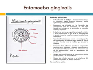 Entamoeba gingivalis
Morfología del Trofozoíto
 Trofozoíto: mide de 5-35 µm y tiene movimientos lentos.
El citoplasma puede presentar leucocitos, células
epiteliales y raramente hematíes.
 Ectoplasma: es utilizada en la formación de
pseudópodos para la movilización de ella. Este
también se encarga de la protección, la excreción,
ingesta y respiración.
 Endoplasma: se encarga específicamente de la nutrición
y de la reproducción ya que en él se encuentran los
orgánulos necesarios para los procesos reproductivos y
metabólicos.
 Vacuolas Alimenticias: es el espacio o cavidad pequeña
en el citoplasma, la digestión ocurre dentro de ellas y
su pH y tamaño varía a medida que avanza la
digestión.
 Cariosoma: hace referencia a todos los componentes
nucleares: ADN, cromatina y nucléolo del protozoario.
Su función como tal es conservar esta información que
es útil posteriormente para la reproducción del
protozoario.
 Núcleo: su principal función es el mantenimiento de los
procesos vitales y de la reproducción.
 Núcleos de Inclusión: cuerpos en el citoplasma del
protozoario (ameba) de distinta naturaleza.
No existe forma quística.
 