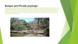 Bosque petrificado puyango:
El Bosque Petrificado de Puyango es una Reserva Natural, ubicado junto al río Puyango, río que divide las
provincias de El Oro y Loja, a 111 Km desde la ciudad de Machala y 225 Km desde la ciudad de Loja. Su
principal constituye los troncos de árboles fosilizados, que tienen una edad aproximada de 100 millones
de años y es la mayor colección de madera petrificada en el mundo; el ejemplar más grande tiene 2 m
de diámetro y 15 m de largo
 