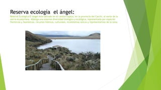Reserva ecología el ángel:
Reserva Ecológica El Ángel esta ubicado en el cantón Espejo, en la provincia del Carchi, al norte de la
sierra ecuatoriana. Alberga una enorme diversidad biológica y ecológica, representada por especies
florísticas y faunísticas, recursos hídricos, culturales, ecosistemas únicos y representativos de la zona.
 