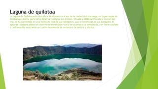 Laguna de quilotoa
La laguna de Quilotoa está ubicada a 66 kilómetros al sur de la ciudad de Latacunga, en la parroquia de
Zumbahua y forma parte de la Reserva Ecológica Los Ilinizas. Situada a 3800 metros sobre el nivel del
mar, se ha convertido en una forma de vida de sus habitantes, que se benefician de sus bondades. El
agua de la laguna posee un color verde esmeralda y varía de acuerdo a la temporada, con verde azulado
o casi amarillo mostrando un cuadro imponente de acuerdo a la sombra y a la luz.
 