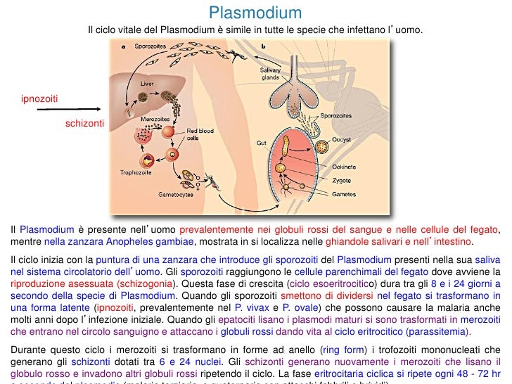 Come distruggere parassiti di piante dappartamento