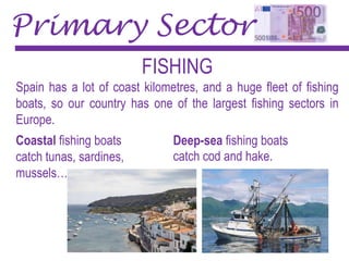 Primary Sector
FISHING
Spain has a lot of coast kilometres, and a huge fleet of fishing
boats, so our country has one of the largest fishing sectors in
Europe.
Coastal fishing boats
catch tunas, sardines,
mussels…
Deep-sea fishing boats
catch cod and hake.
 