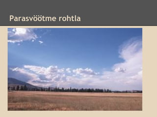 Parasvöötme rohtla
 