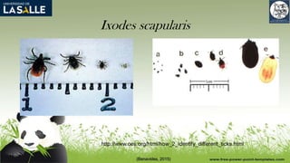 Ixodes scapularis
(Benavides, 2015)
http://www.oes.org/html/how_2_identify_different_ticks.html
 