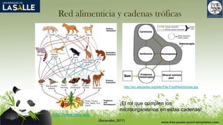Red alimenticia y cadenas tróficas
(Benavides, 2017)
http://en.wikipedia.org/wiki/File:FoodWebSimple.jpg
http://www.msu.edu
¡El rol que cumplen los
microorganismos en estas cadenas!
 