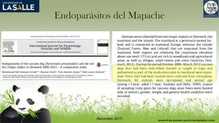 Endoparásitos del Mapache
(Benavides, 2017)
 