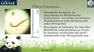 Otros Gazapos…
• Descripción de huevos de
Ancylostoma en Hydrochoerus
hydrochaeris – es roedor, no carnívoro.
Posiblemente se trata de huevos del
orden Strongylida
• Descripción de helmintos de vida libre
Rhabditida como parásitos en el caso
de muestras recolectadas del suelo –
interpretado como Strongyloides spp.
(Benavides, 2017)
 