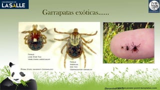 Garrapatas exóticas……
(Benavides, 2017)
 