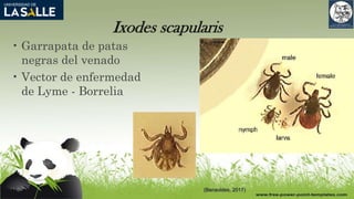 Ixodes scapularis
• Garrapata de patas
negras del venado
• Vector de enfermedad
de Lyme - Borrelia
(Benavides, 2017)
 