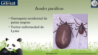 Ixodes pacificus
• Garrapata occidental de
patas negras
• Vector enfermedad de
Lyme
(Benavides, 2017)
 