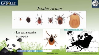 Ixodes ricinus
• La garrapata
europea
(Benavides, 2017)
http://www.isw-tbe.info
 