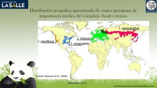 Distribución geográfica aproximada de cuatro garrapatas de
importancia médica del complejo Ixodes ricinus.
Fuente: Swanson et al., (2006).
(Benavides, 2017)
 