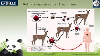 Rol de la fauna silvestre en la transmisión
(Benavides, 2017)
 