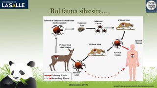 Rol fauna silvestre…
(Benavides, 2017)
 