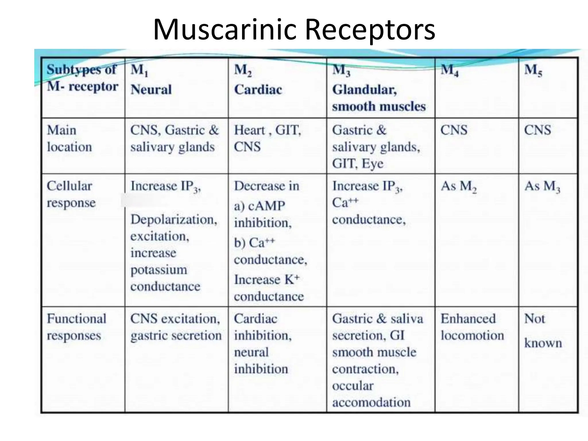 Muscarinic Receptors
 