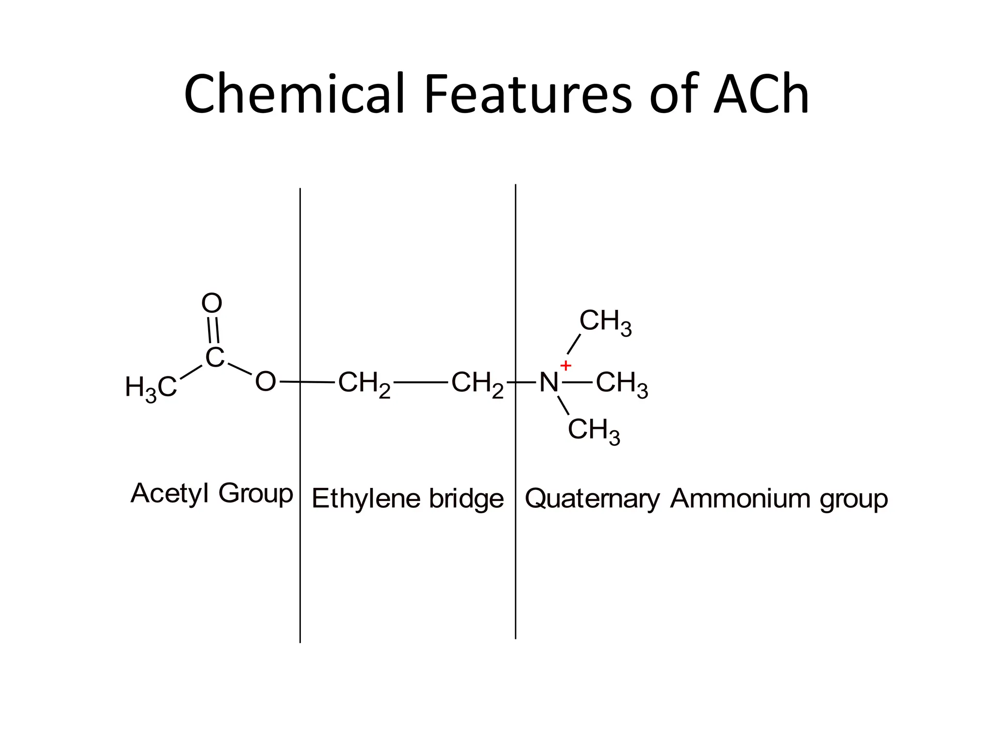 Chemical Features of ACh
C
H3
C
O
O
CH2 CH2 N
+
CH3
CH3
CH3
Acetyl Group Ethylene bridge Quaternary Ammonium group
 