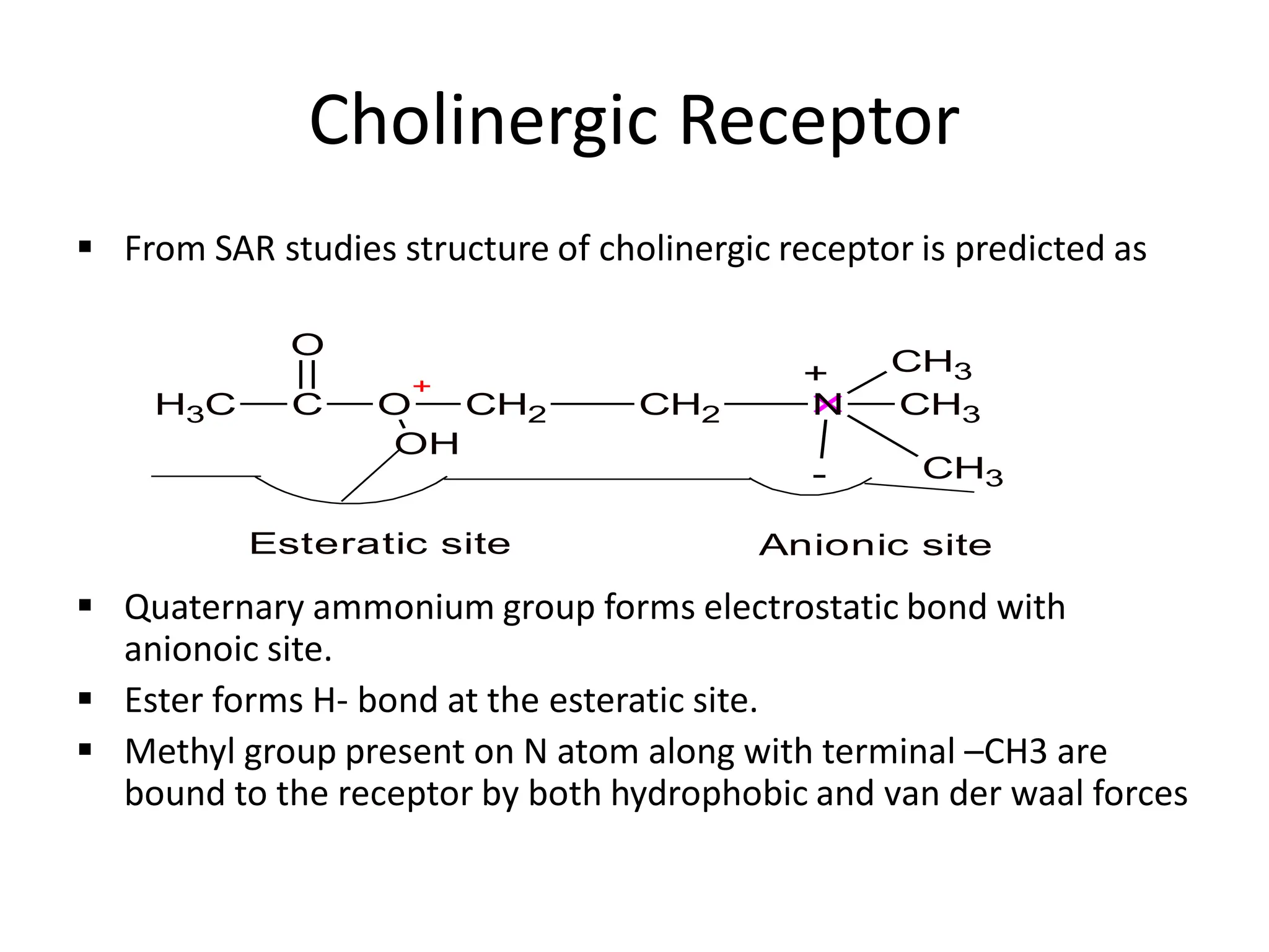 Cholinergic Receptor
 From SAR studies structure of cholinergic receptor is predicted as
 Quaternary ammonium group forms electrostatic bond with
anionoic site.
 Ester forms H- bond at the esteratic site.
 Methyl group present on N atom along with terminal –CH3 are
bound to the receptor by both hydrophobic and van der waal forces
C
H3 C
O
O
+
CH2 CH2 N CH3
CH3
CH3
OH
-
Esteratic site Anionic site
+
 