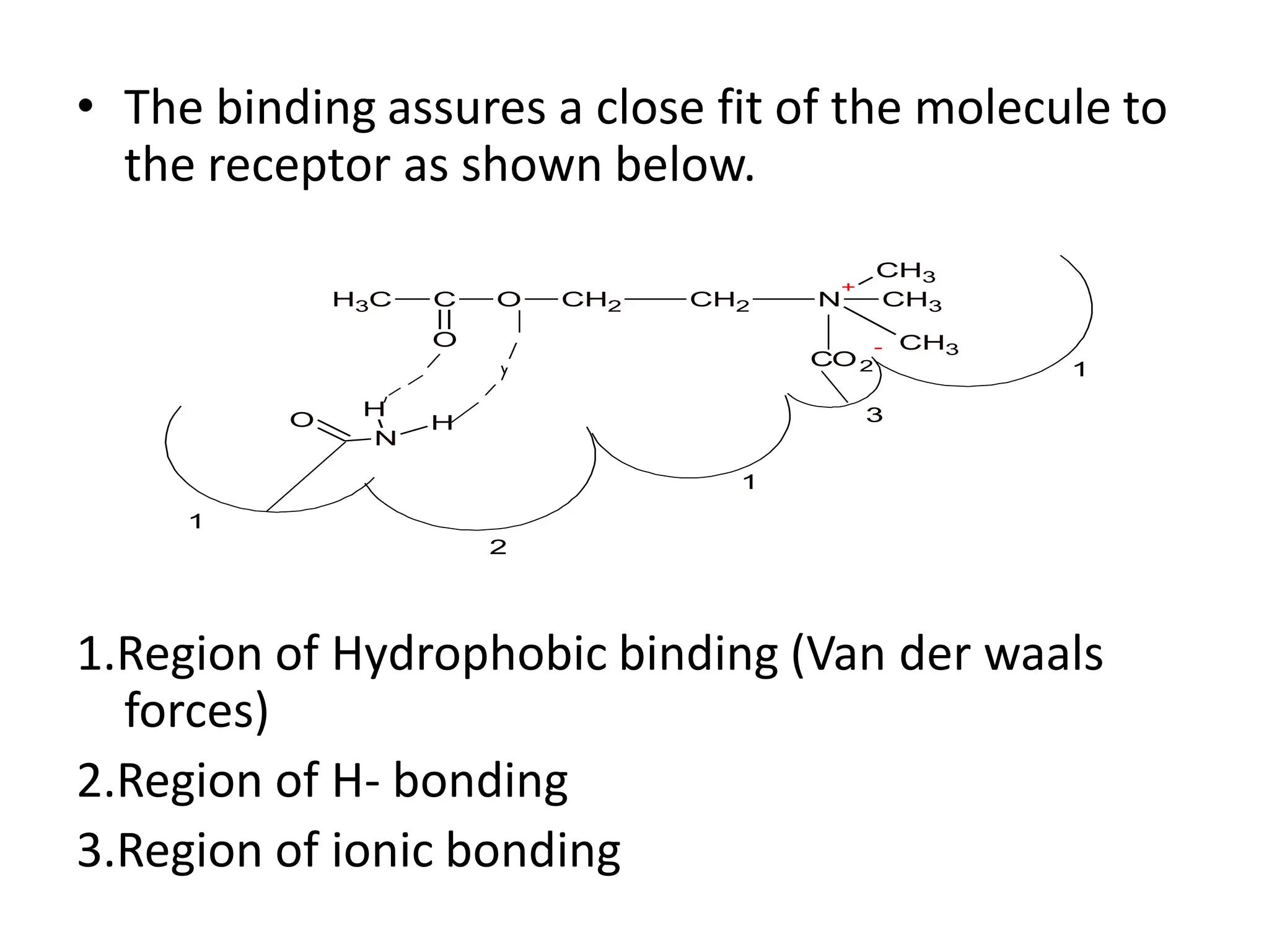 • The binding assures a close fit of the molecule to
the receptor as shown below.
1.Region of Hydrophobic binding (Van der waals
forces)
2.Region of H- bonding
3.Region of ionic bonding
C
H3 C O CH2 CH2 N
+
CH3
CH3
CH3
O
O
N
H
H
1
1
2
1
3
CO2
-
 