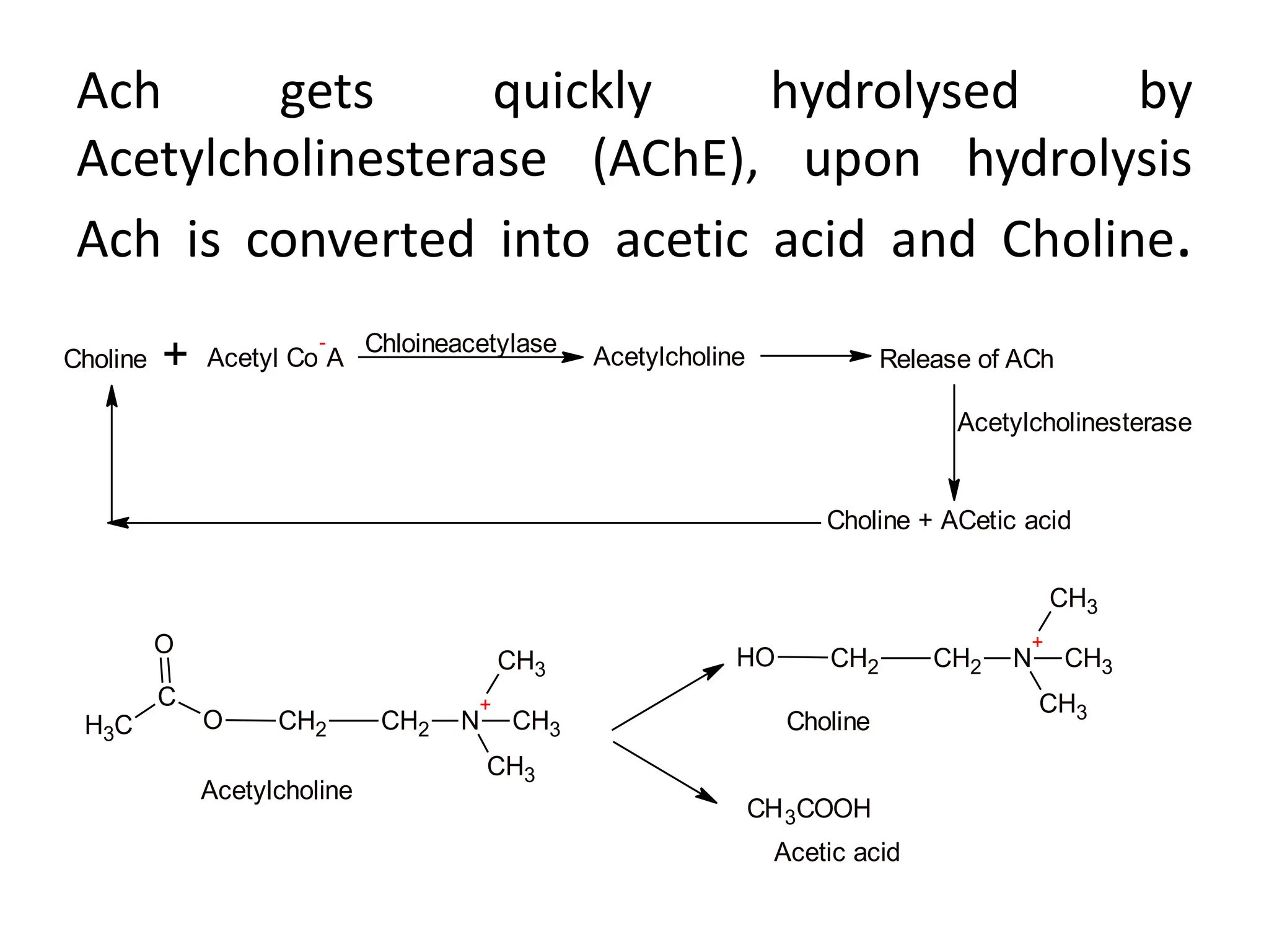 Ach gets quickly hydrolysed by
Acetylcholinesterase (AChE), upon hydrolysis
Ach is converted into acetic acid and Choline.
C
H3
C
O
O
CH2 CH2 N
+
CH3
CH3
CH3
Choline + Acetyl Co
-
A
Chloineacetylase Acetylcholine Release of ACh
Acetylcholinesterase
Choline + ACetic acid
O
H CH2 CH2 N
+
CH3
CH3
CH3
Choline
CH3COOH
Acetylcholine
Acetic acid
 