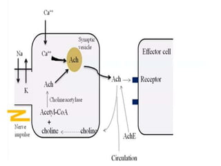 Presentation on Parasympathetic Nervous System | PDF