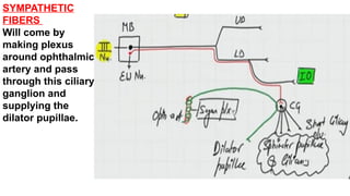 SYMPATHETIC
FIBERS
Will come by
making plexus
around ophthalmic
artery and pass
through this ciliary
ganglion and
supplying the
dilator pupillae.
 