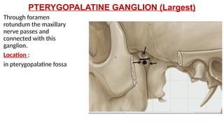 PTERYGOPALATINE GANGLION (Largest)
Through foramen
rotundum the maxillary
nerve passes and
connected with this
ganglion.
Location :
in pterygopalatine fossa
 