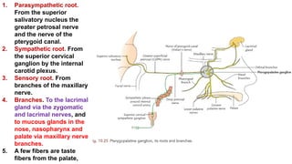 1. Parasympathetic root.
From the superior
salivatory nucleus the
greater petrosal nerve
and the nerve of the
pterygoid canal.
2. Sympathetic root. From
the superior cervical
ganglion by the internal
carotid plexus.
3. Sensory root. From
branches of the maxillary
nerve.
4. Branches. To the lacrimal
gland via the zygomatic
and lacrimal nerves, and
to mucous glands in the
nose, nasopharynx and
palate via maxillary nerve
branches.
5. A few fibers are taste
fibers from the palate,
 