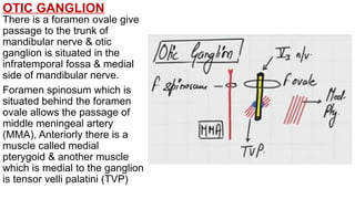 OTIC GANGLION
There is a foramen ovale give
passage to the trunk of
mandibular nerve & otic
ganglion is situated in the
infratemporal fossa & medial
side of mandibular nerve.
Foramen spinosum which is
situated behind the foramen
ovale allows the passage of
middle meningeal artery
(MMA), Anteriorly there is a
muscle called medial
pterygoid & another muscle
which is medial to the ganglion
is tensor velli palatini (TVP)
 