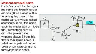 Glossopharyngeal nerve
Starts from medulla oblongata
and come out through jugular
foramen (JF) a branch of this
nerve is going towards the
middle ear cavity (ME) called
jacobson;’s nerve, this nerve
reach the medial wall of middle
ear (Promontory) here its
forms the plexus called
tympanic plexus & from this
plexus coming out nerve is
called lesser petrosal nerve
(LPN) which is preganglionic
parasympathetic nerve. .
 