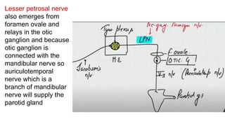 Lesser petrosal nerve
also emerges from
foramen ovale and
relays in the otic
ganglion and because
otic ganglion is
connected with the
mandibular nerve so
auriculotemporal
nerve which is a
branch of mandibular
nerve will supply the
parotid gland
 