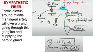 SYMPATHETIC
FIBER
Forms plexus
around middle
meningeal artety
will give a branch
going through this
ganglion and
supplying the
parotid gland
 