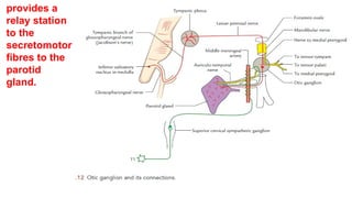provides a
relay station
to the
secretomotor
fibres to the
parotid
gland.
 