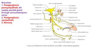 Branches
1. Postganglionic
parasympathetic All
supply parotid gland
through auriculotemporal
nerve
2. Postganglionic
sympathetic
3. Sensory
 