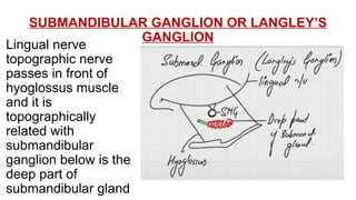 SUBMANDIBULAR GANGLION OR LANGLEY’S
GANGLION
Lingual nerve
topographic nerve
passes in front of
hyoglossus muscle
and it is
topographically
related with
submandibular
ganglion below is the
deep part of
submandibular gland
 