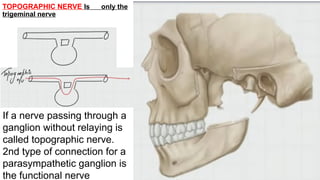 TOPOGRAPHIC NERVE Is only the
trigeminal nerve
If a nerve passing through a
ganglion without relaying is
called topographic nerve.
2nd type of connection for a
parasympathetic ganglion is
the functional nerve
 