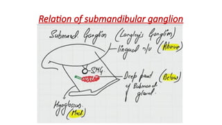 Relation of submandibular ganglion
 