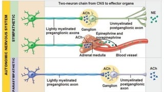 parasympathetic........... ganglion.pptx.