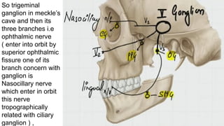 So trigeminal
ganglion in meckle’s
cave and then its
three branches i.e
ophthalmic nerve
( enter into orbit by
superior ophthalmic
fissure one of its
branch concern with
ganglion is
Nasocillary nerve
which enter in orbit
this nerve
tropographically
related with ciliary
ganglion ) ,
 